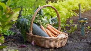 best fertilizer for a vegetable garden