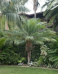 pygmy date palms lovetoknow