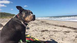 dog friendly beaches in west palm beach
