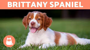 Although the brittany is often referred to as a spaniel, the breed's working characteristics are more akin to a pointer or setter. Brittany Spaniel Characteristics And Care Youtube
