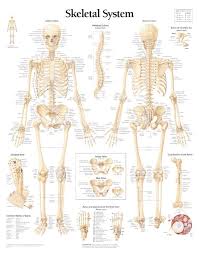 Labeled Human Skeletal System Anatomical Chart In 2019