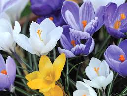 Top 10 Spring Flowering Bulbs Thompson Morgan