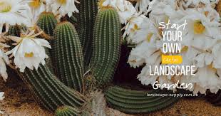 start your own cactus landscape garden
