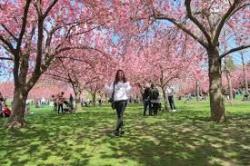 brooklyn botanic garden cherry blossom