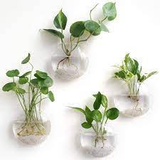 Wall Hanging Planter Glass Hydroponic