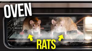 killing rats at home with plaster and