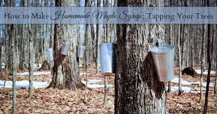 homemade maple syrup tapping