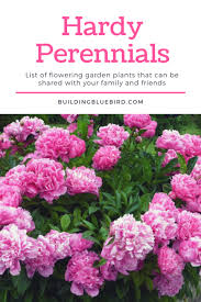 Hardy Perennial Plants To Share With