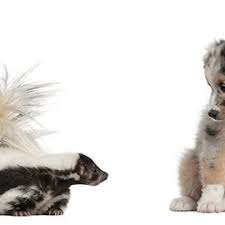 skunk odor from your dog