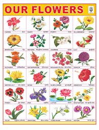Flower Chart Google Search Flower Names Flower Chart