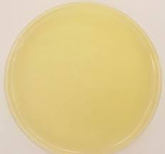 nutrient agar prepared a plates