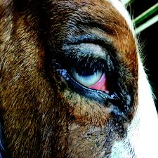 tips for treating an equine eye ulcer