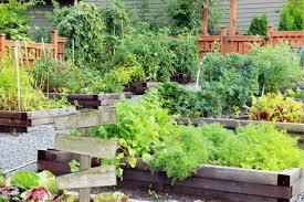 The Best Wood For Raised Bed Gardens