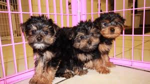 Teacup yorkies with babydoll faces, the very rare and beautiful chocolate. Yorkiepoos For Sale