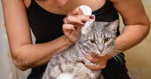 how to clean your cat s ears zoetis