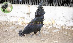 And besides, as much as i love chickens, ducks are my first love. What Can Kadaknath Chickens Eat Besides Chicken Food Chicken Eating Chickens Livestock Farming