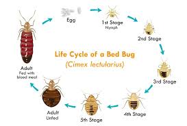 bed bugs grow faster in groups may