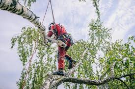 the best tree climbing harnesses