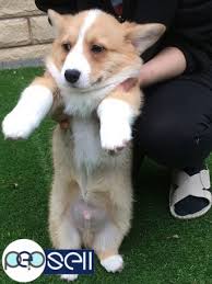 By willow creek press | jul 12, 2019. Registered Pure Breed Pembroke Welsh Corgi Puppies Available 8230 Los Angeles Free Classifieds