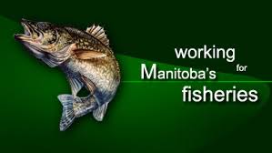 Image result for freshwater fish of manitoba