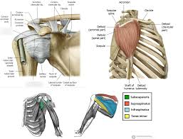 This arrangement of bones allows for a wide range of movement. Shoulder Anatomy And Pathology Diagram Quizlet