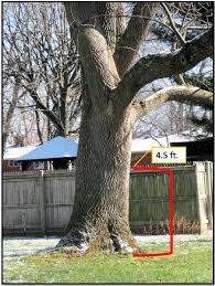 How Old Is My Tree Purdue Landscape Report