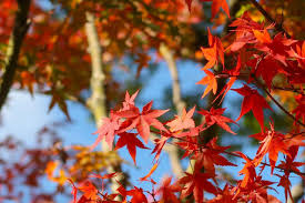 autumn blaze red maple trees for