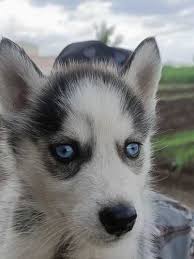 siberian husky puppies at 40000 00 inr