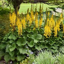 1416 x 982 jpeg 180 кб. 16 Yellow Perennials Walters Gardens Inc