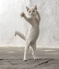 #persian cat #persian cat meme #confused cat meme #white cat #wtf #meme #memecat #artdoll #art doll #roomguardians #room guardians #room guardian #cat monkey #catmonkey #persian cat room guardian. White Cat Meme Hands Music Used