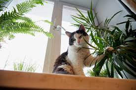 Keeping Cats Away From Houseplants