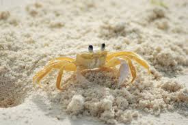 ghost crab hunting