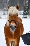 how-do-horses-get-water-in-winter