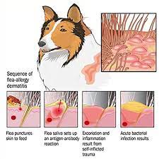 dog eczema can dogs have eczema cure