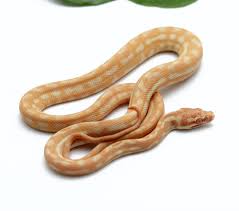 albino carpet python male dynasty