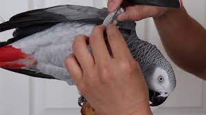 safely trim your bird s nails at home
