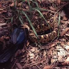 Snakes How To Catch A Snake