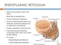 In addition to producing proteins, the rer plays an essential role in many other functions. Endoplasmic Reticulum