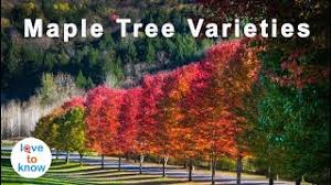 how to identify maple tree varieties