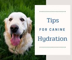 Is Pedialyte Okay For Dogs Tips To Keep Your Dog Safe In