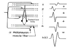 motor unit action potential