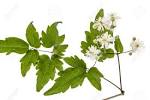 Image result for clematis vitalba