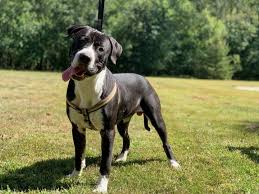 A wide variety of pet paws grooming options are available to you, such as material, feature, and application. Dog For Adoption Banjo A Pit Bull Terrier In Trenton Nj Petfinder