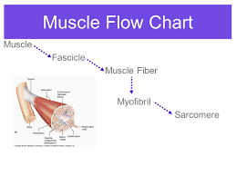 Anatomy Physiology Of The Muscular System Ppt Download