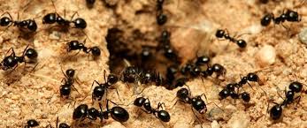 karıncalar ile ilgili görsel sonucu