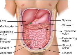 Abdominal organs anatchart chart digestive. Pin On Health
