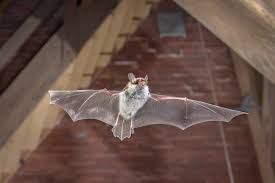 how much does bat removal cost 2023