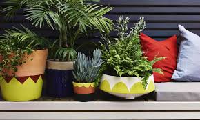revamp and revive your terracotta pots