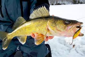 Top Picks For Walleye Ontario Out Of