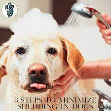8 steps to minimize shedding in dogs